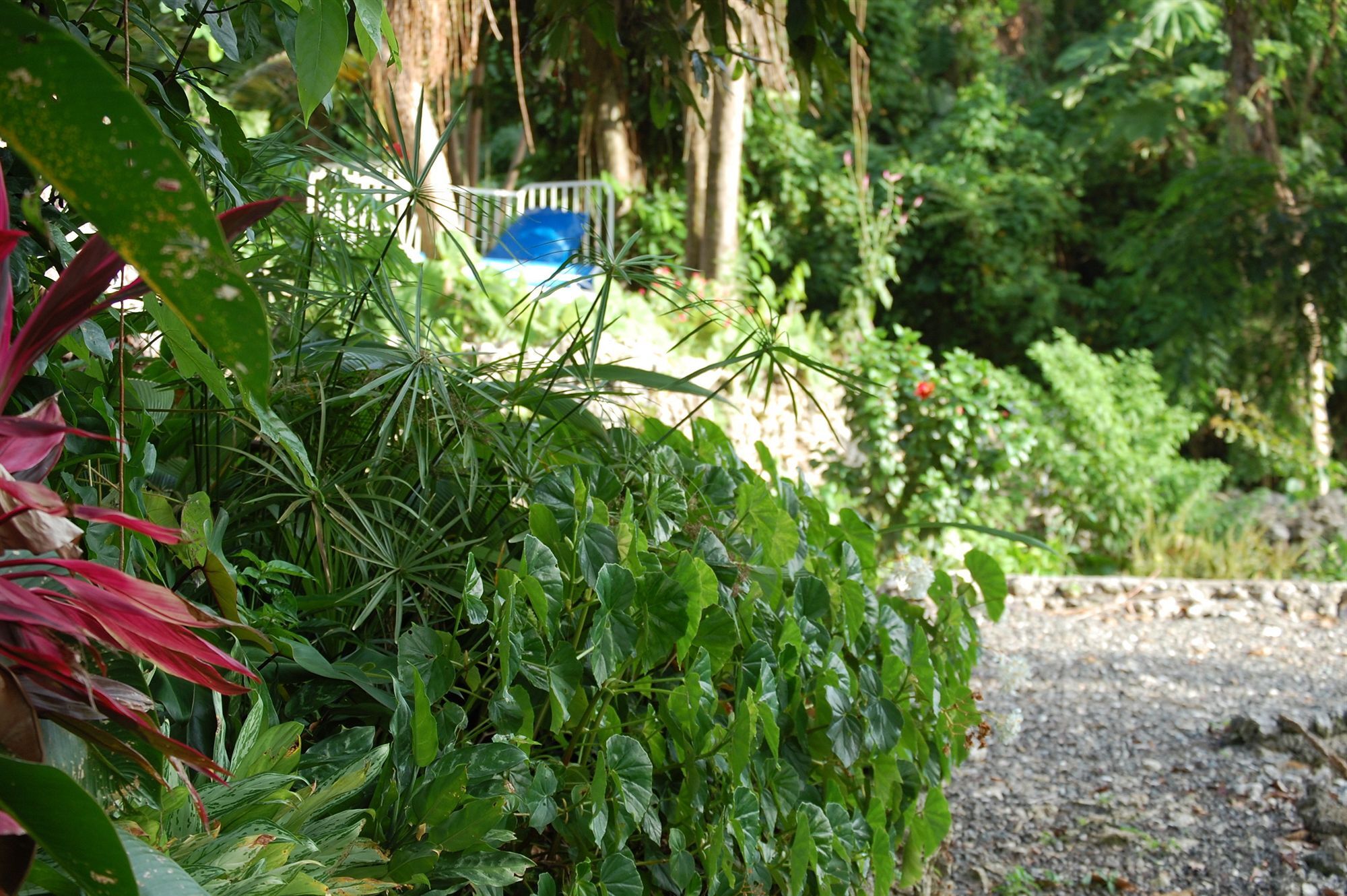 Hotel Mockingbird Hill Port Antonio Exteriér fotografie